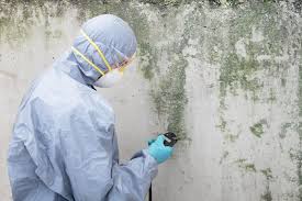 Mold Odor Removal Services in Roessleville, NY